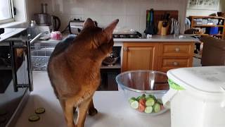 Cat goes vegan by Nutmeg the Abyssinian 250 views 4 years ago 2 minutes, 7 seconds