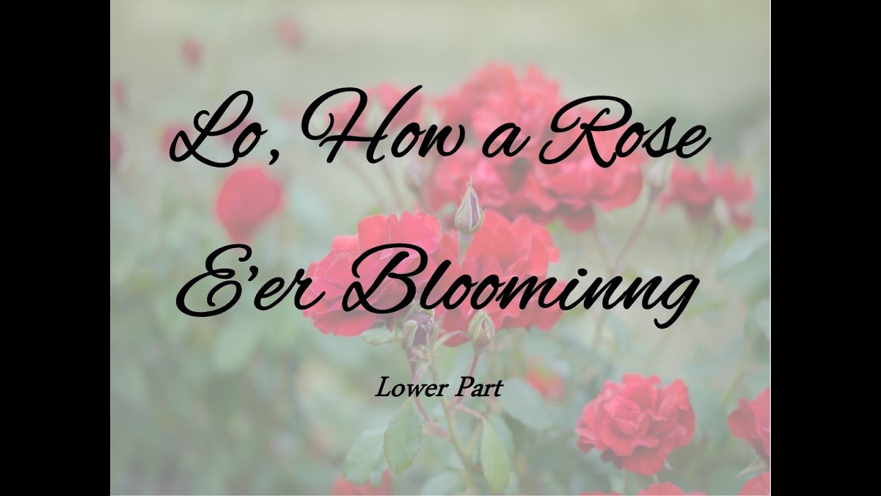 Lo, How a Rose E'er Blooming lower part YouTube
