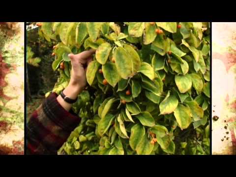 Video: Propagace americké hořkosladké révy – pěstování hořkosladkých řízků a sazenic