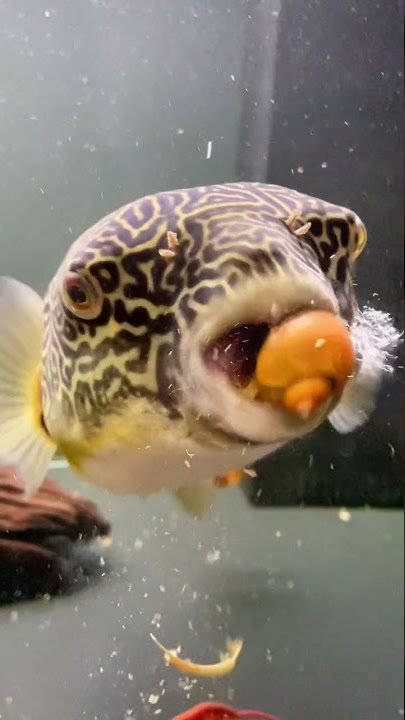 Feed a snail to the puffer fish