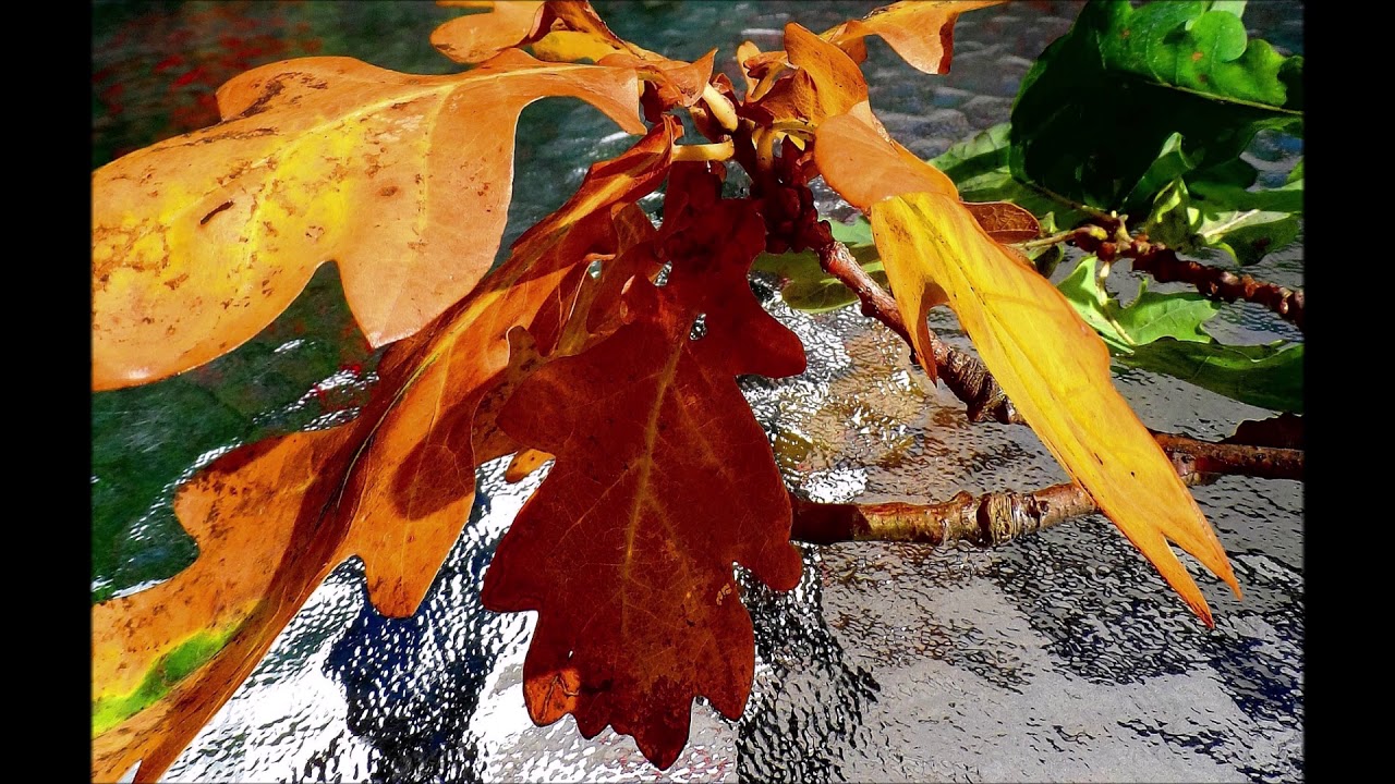 frank sinatra autumn leaves frank sinatra autumn leaves