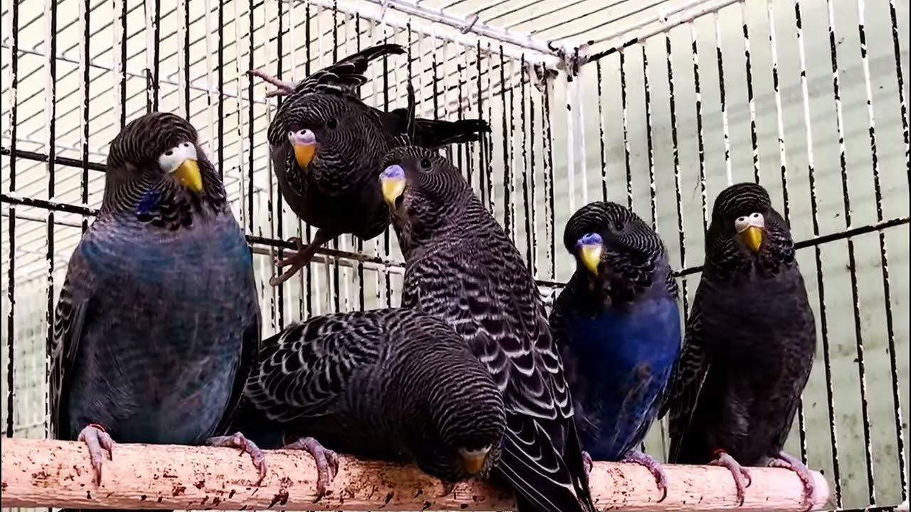 budgie-lovers-black-budgies-mutation-beautiful-cute-birds-youtube