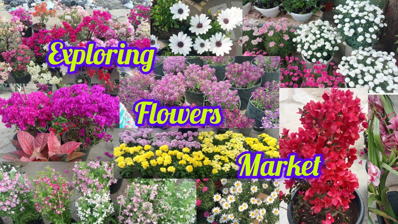 Exploring Flowers Market || Super Market Dimapur Nagaland || Menty Vlogs 🌸