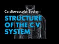 Understanding the Structure of the Heart