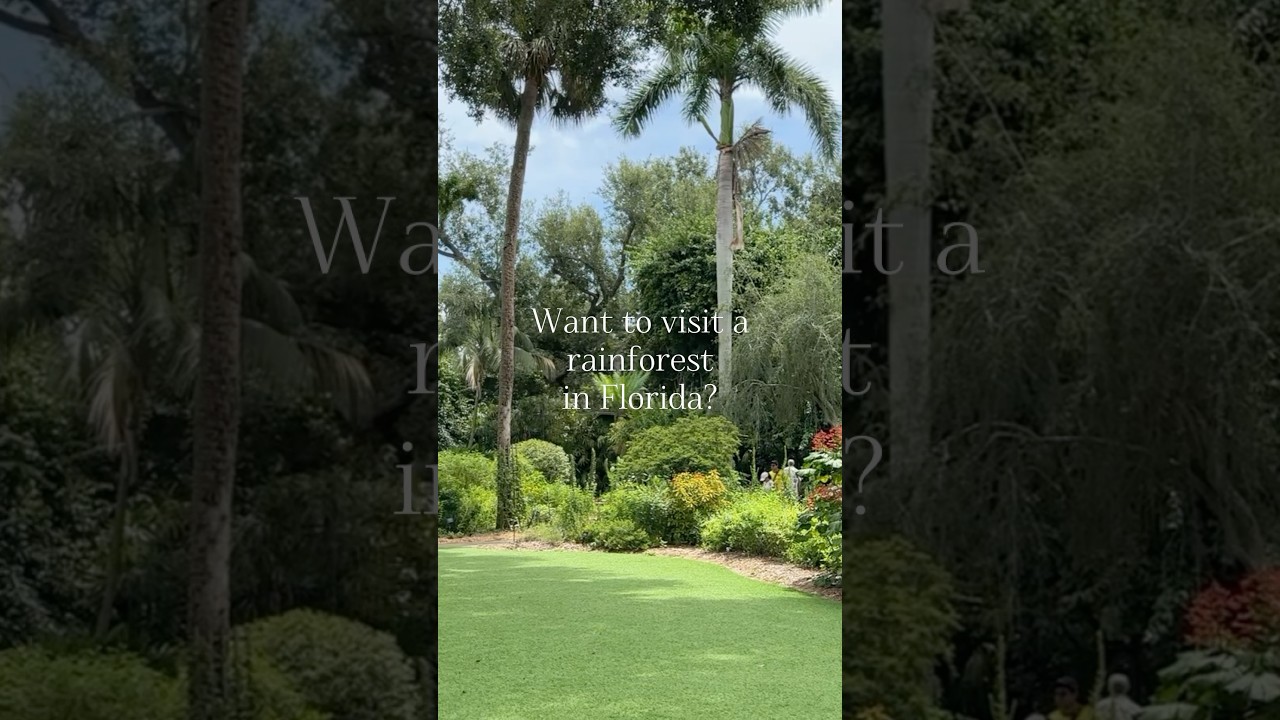 Rainforest in Florida? 