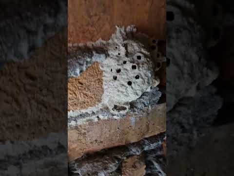 Ужасы нашего Городка #страх #приколы #юмор #осы