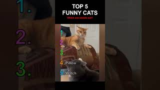TOP 5 FUNNY CAT MOMENTS😹 #funnycats