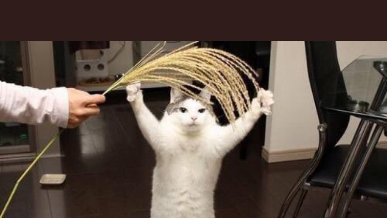 4.20kd 490spm Pubstombing Trash Can‘s on bo4