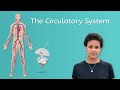 The Circulatory System! - Life Science for Kids!