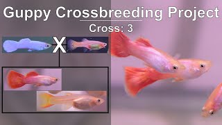 Guppy Cross Breeding (Platinum White Male x Blonde Bodied Female) Resulted in Pink Fry: Experiment