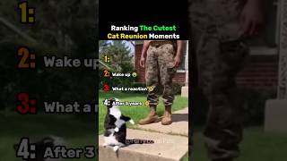 Ranking The Cutest Cat Reunion Moments #cat
