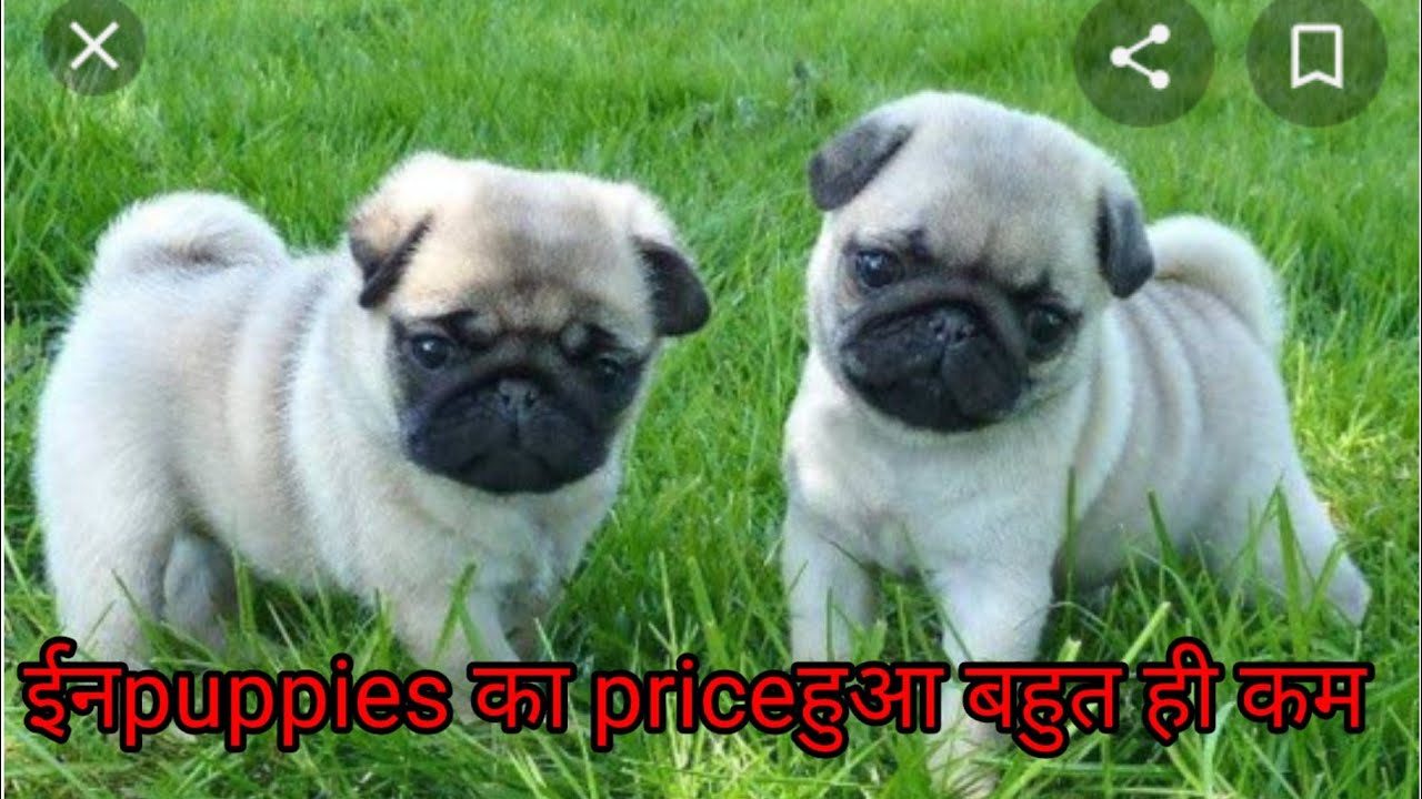 Low price pug puppies for sale l pug price in india l YouTube