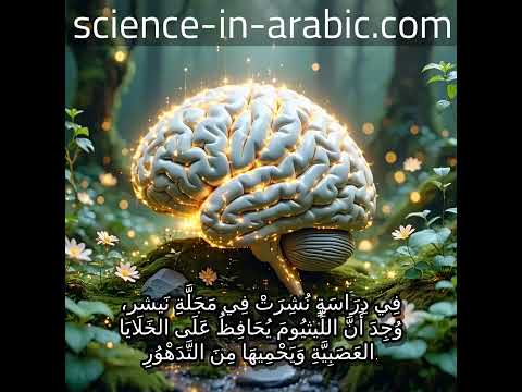 دور الليثيوم في الوقاية من الشيخوخة الدماغية ومرض الزهايمر