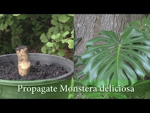 วีดีโอ: การขยายพันธุ์ Monstera Deliciosa: วิธีขยายพันธุ์พืชชีสสวิส