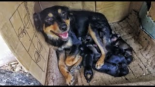 6 Newborn Puppies and Hopeless Mom Waiting for Someone to Help them