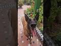 Luppa samuse dans le plus joli des jardins en fleurs foryou pourtoi  fleur  malinoislovers