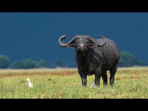 Kafue National Park - Zambia  : Overview