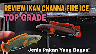 IKAN CHANNA FIRE AND ICE BURMA, THAILAND | PREDATOR FISH