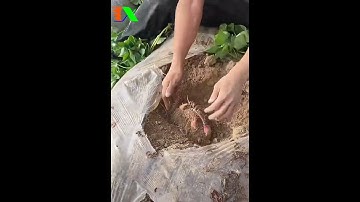 Vật tư ngành tưới tự động IOT 4.0