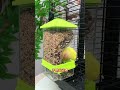 Hang a nut swing in the birdcage that the bird can chew on; it's nutritious, delicious, and promotes
