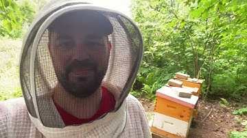 Harvesting honey: How to easily remove bees from the honey frames