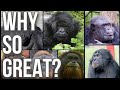 Why Great Apes are Great