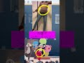 【マタニティエクササイズ】全力でジャンボリーミッキーを踊ってみたら　#shorts