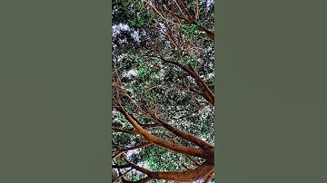 آيات بينات من الذكر الحكيم بصوت الشيخ عبد الباسط عبد الصمد رحمه الله #nature #relaxing #تصويري