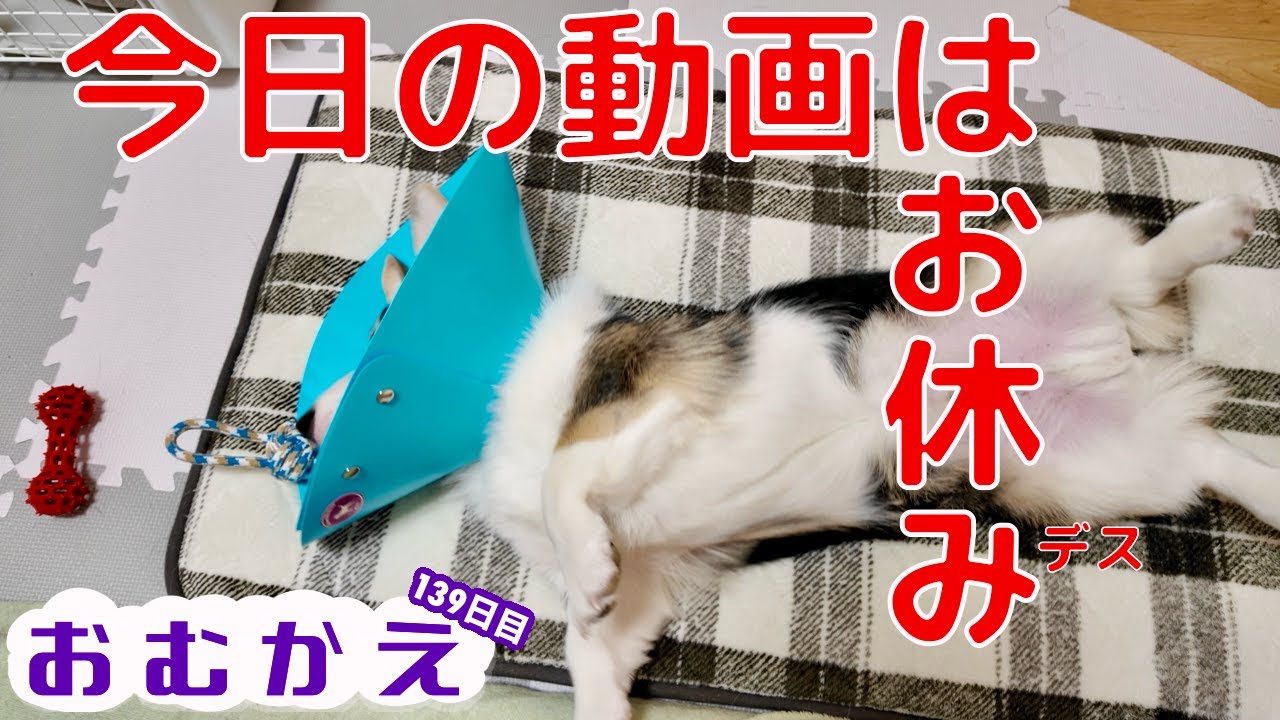 【コーギー】今日の動画はお休みです！お家で療養中のマイペース黒コーギー【生後六ヶ月半の子犬】