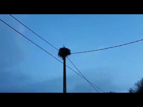 Las cigüeñas anidan en O Deza