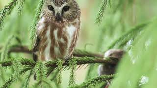 Northern SawWhet owl