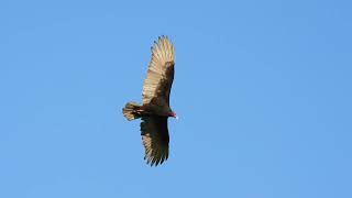 Vulture #vulture #birdwatching by I Love to Explore Oregon 29 views 2 weeks ago 1 minute, 39 seconds