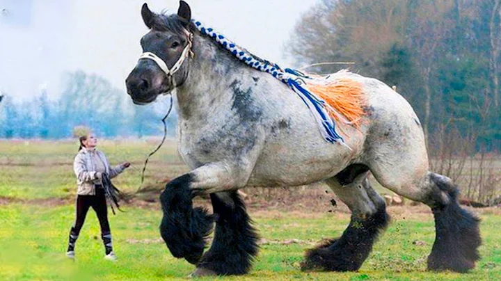 20 Horses That Are Born Only Once In a Thousand Years - DayDayNews