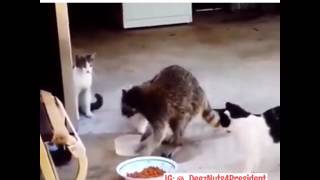 Raccoon Cookout with Cats