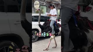 A Girl Reads A Book While Riding An On The Streets Of Yunnan.