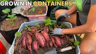 Growing Sweet Potatoes in Containers 🍠 | Planting Slips, Watering, Fertilizing &amp; Harvesting Tips
