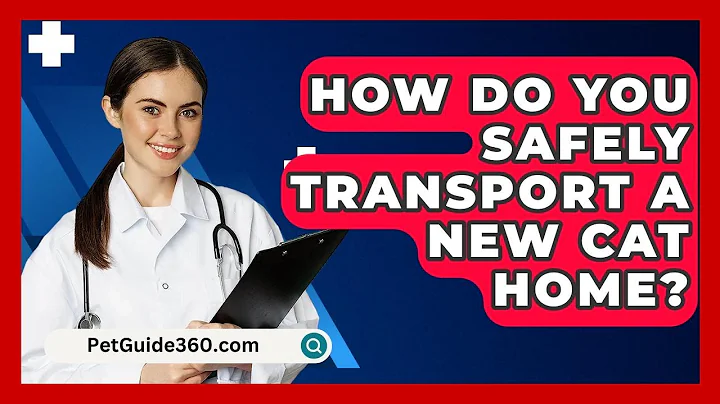 How Do You Safely Transport A New Cat Home? - PetGuide360.com