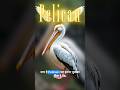 Pelican Ki Lalach Ne Le Li Jaan 😳 | Nature Ka Sabse Shock Karne Wala Sach #Pelican#WildlifeFacts
