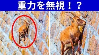 特殊能力を持つ１７の動物