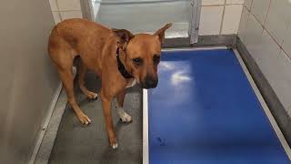 Acs A804197