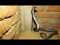इस घर में जब खतरनाक नाग ने किया जबरदस्त अटैक देखिए फिर क्या हुआ। Very Angry Cobra Snake Rescue