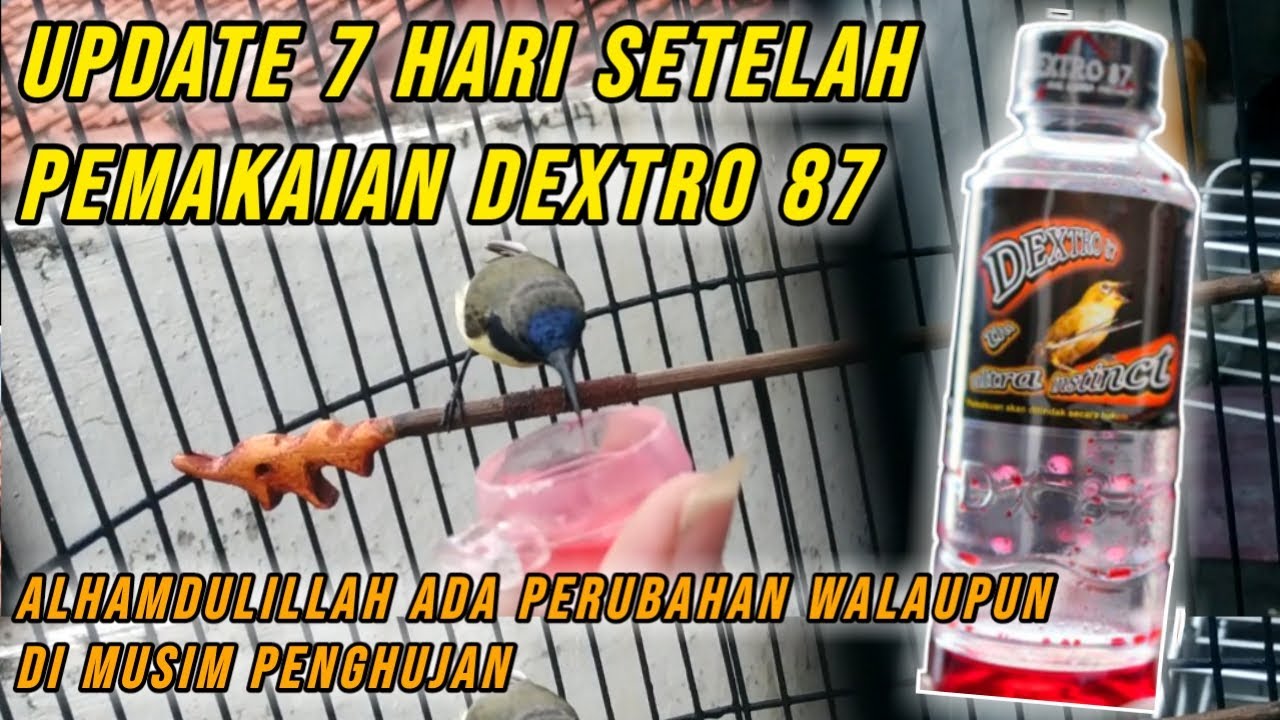 UPDATE PERKEMBANGAN BURUNG SOGON SETELAH PEMAKAIAN DEXTRO 87