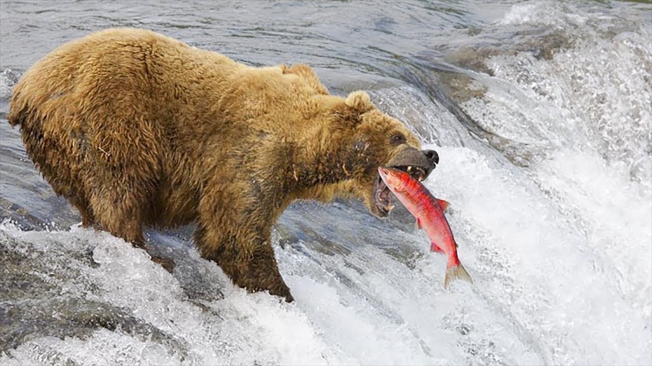 Discover animal. Бурый медведь на Аляске. Животные Аляски. Бурый медведь охотится. Медведь охотится.