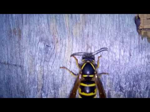 Video: Nedaudz Vairāk Par Lapsenēm