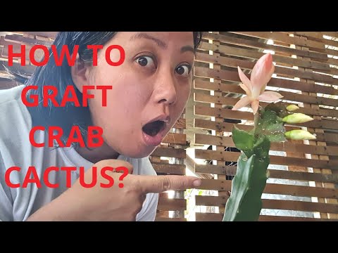 HOW TO GRAFT CRAB CACTUS 101