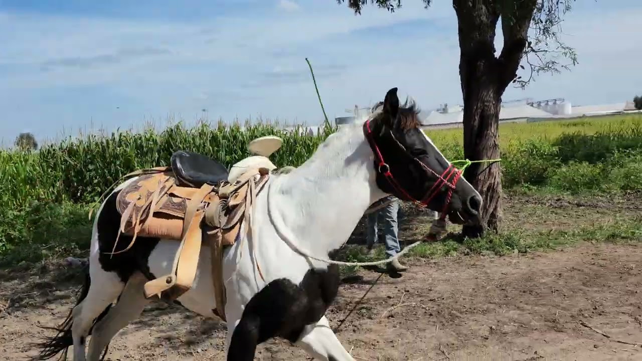 Un Día en el Rancho ET | Trabajando la Yegua Pinta | vlog 3