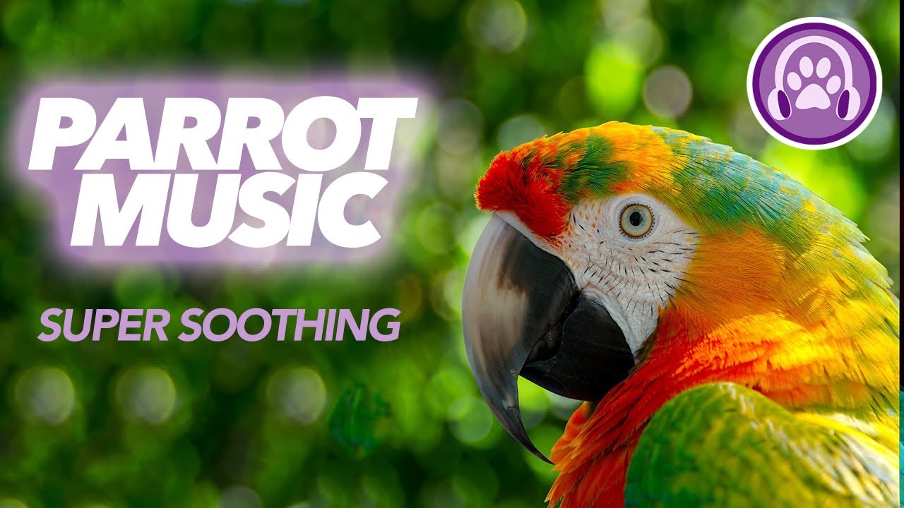 This Extra Soothing Music Will Transform Your Parrots Life