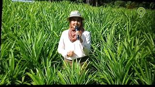 Tv9 Continuity To Nasi Lemak Kopi After Buletin Tv9 19.5.2024