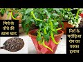 मिर्च के पौधे की देखभाल, best organic fertilizer n chilli plant care, leaf curl disease problem