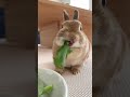 【癒しの咀嚼音】吸い込まれるタンポポの葉